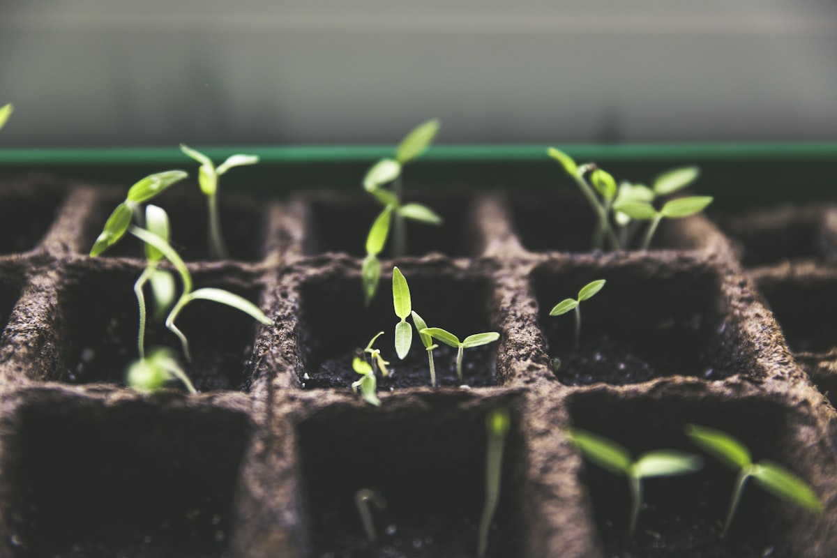 Seedlings growing in cultivation trays — 养成系